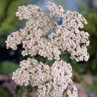 Achillée millefeuille Schneetaler - Bakker