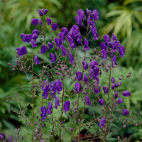 Aconit Spark's Variety - Aconitum henryi Spark's Variety - Bakker