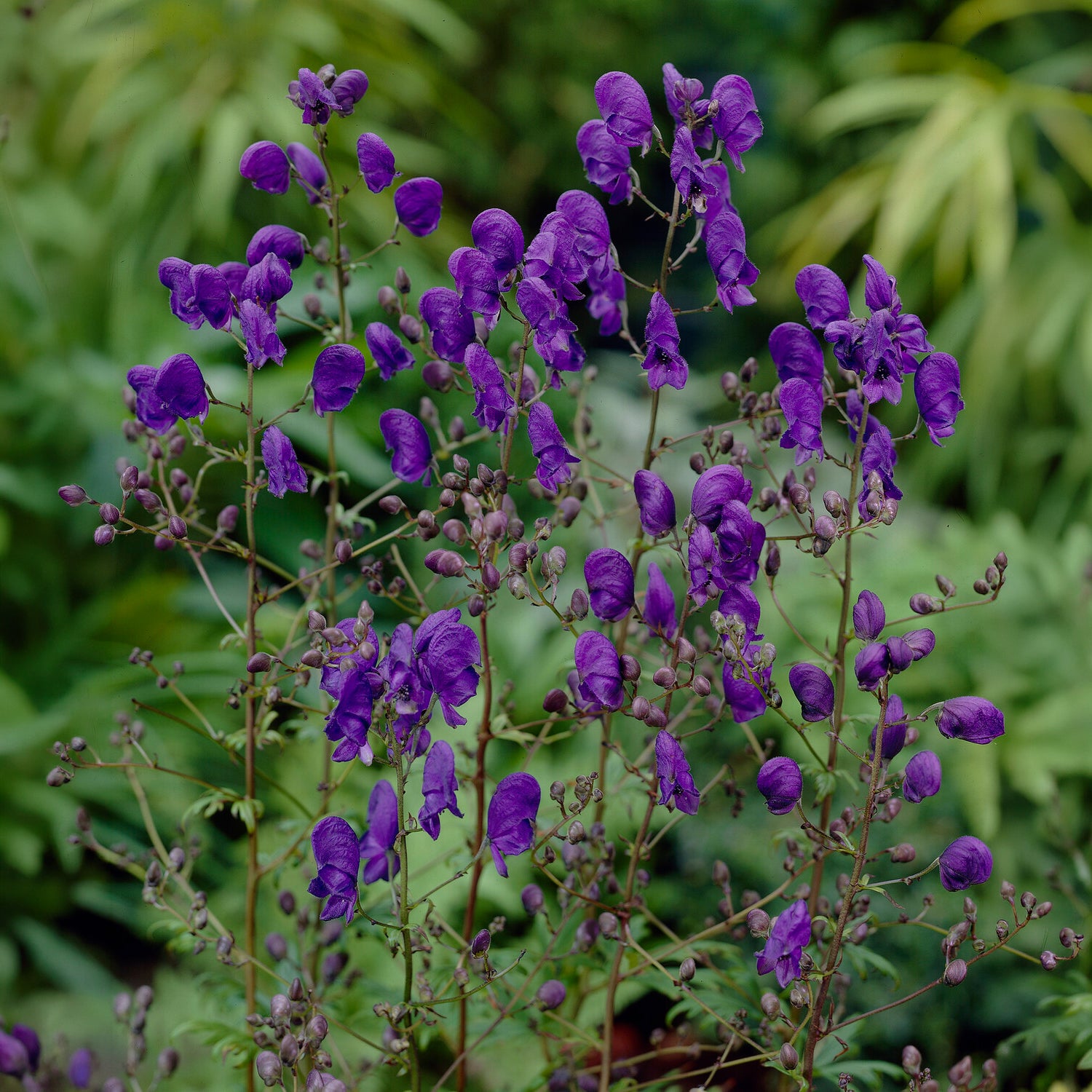 Aconit Spark's Variety - Aconitum henryi Spark's Variety - Bakker