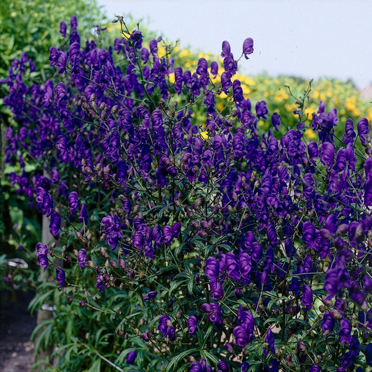 Aconit Spark's Variety - Bakker