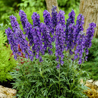 Aconit Casque de Jupiter - Aconitum napellus - Bakker