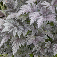 Cierge d'argent Pink Spike - Actaea simplex Pink Spike - Bakker