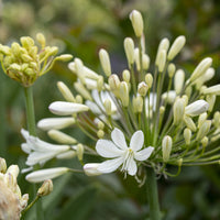 Agapanthe Artic Star - Agapanthus Arctic Star - Bakker