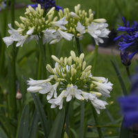 Agapanthe Artic Star - Bakker