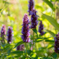 Agastache Beelicious Purple - Bakker