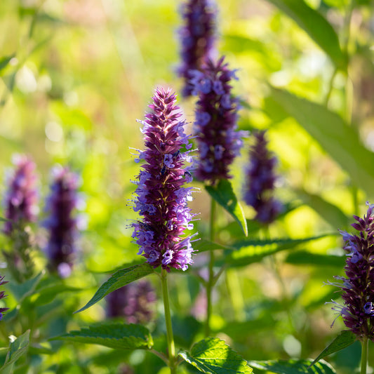 Agastache Beelicious Purple - Bakker