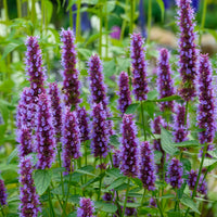 Agastache - Agastache Beelicious Purple - Agastache Agapd Beelicious® Purple