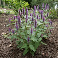 Agastache Beelicious Purple - Agastache Agapd Beelicious® Purple - Bakker