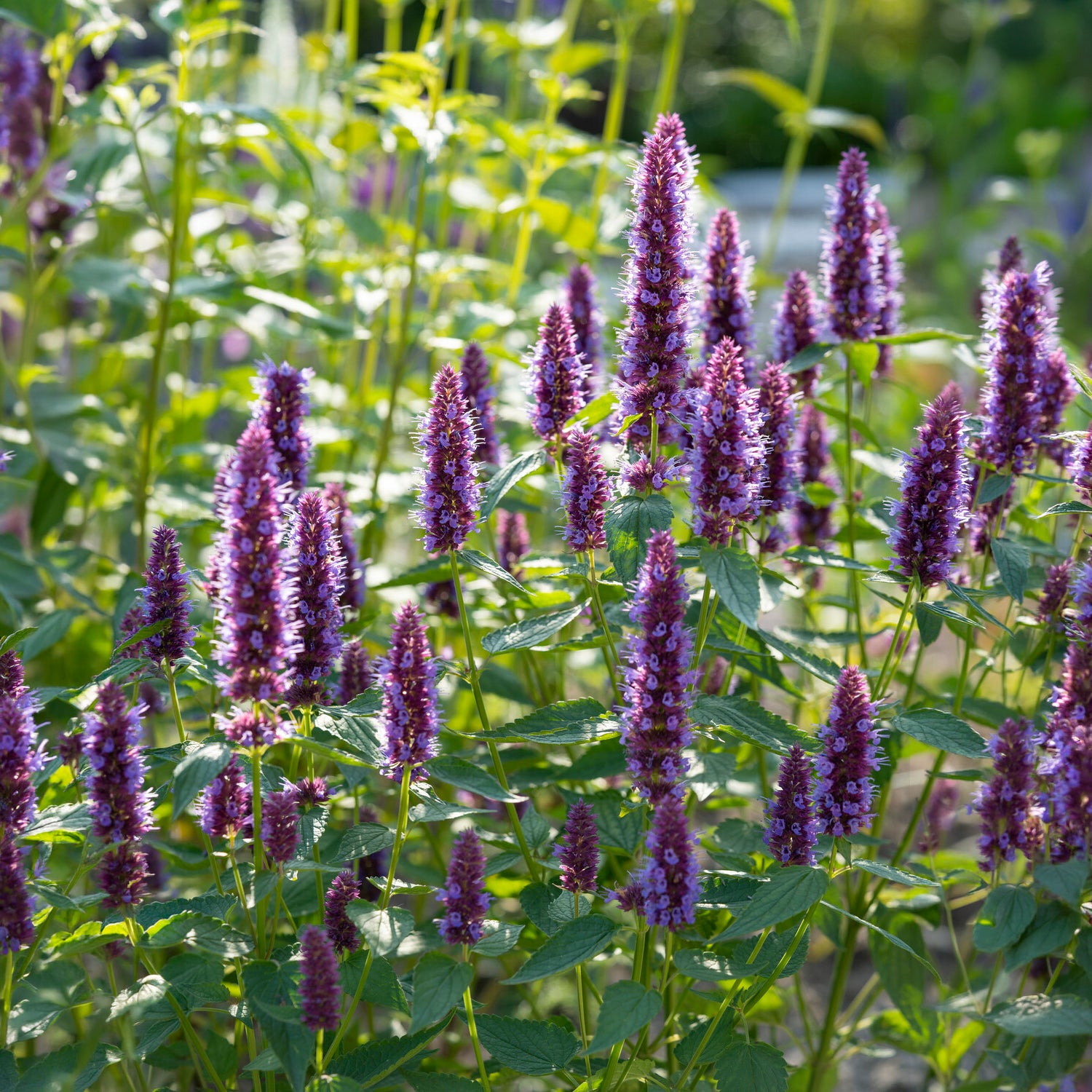 Agastache Agapd Beelicious® Purple - Agastache Beelicious Purple - Agastache