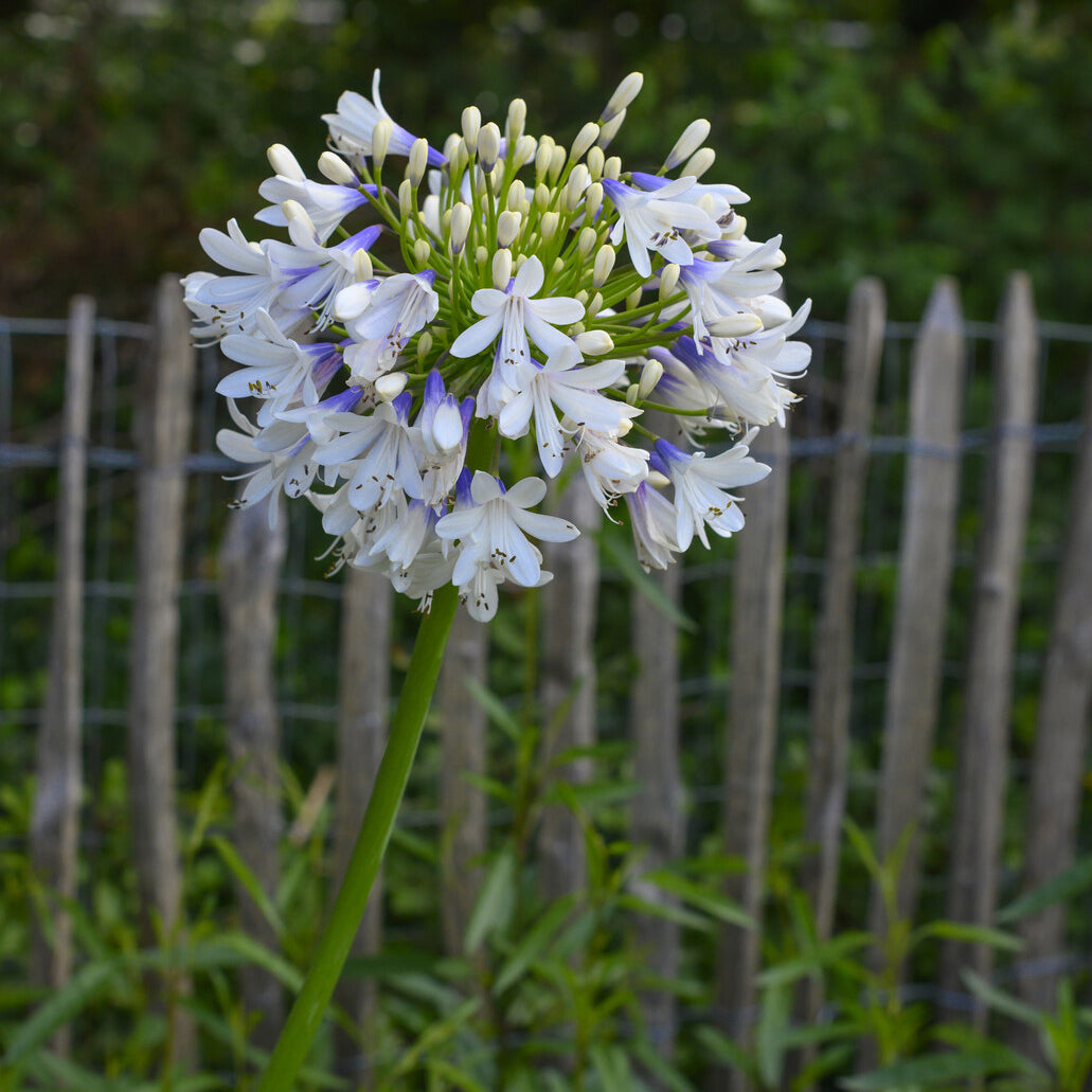 Agapanthe Enigma - Bakker