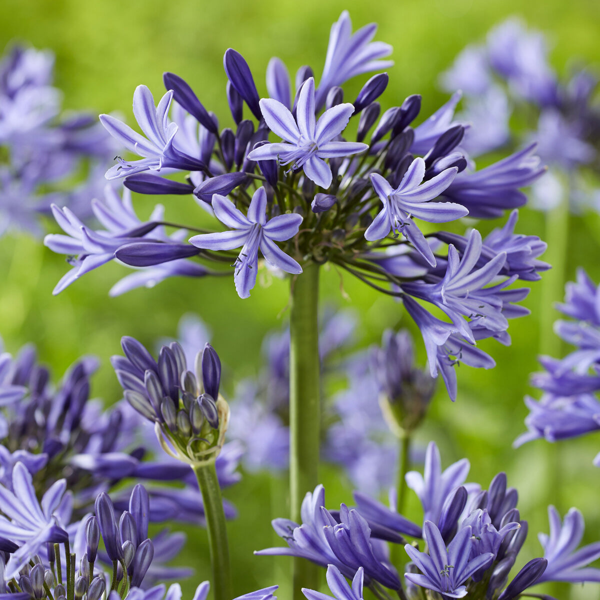 Agapanthe Navy Blue - Agapanthus Navy Blue - Bakker