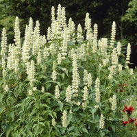 Agastache - 3 Agastaches rugosa Alabaster - Agastache rugosa Alabaster