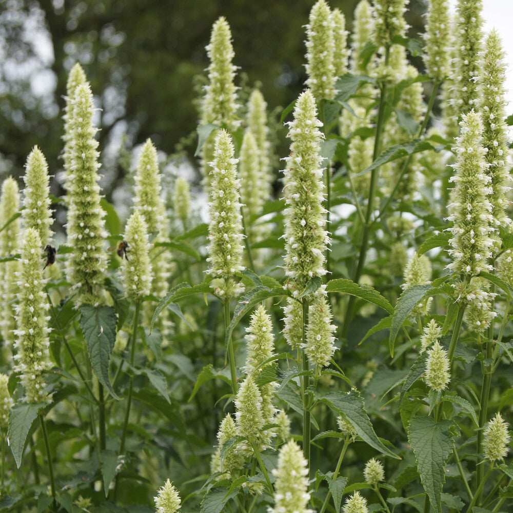 Agastache rugosa AlabAster - Bakker