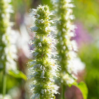 Agastache rugosa Alabaster - 3 Agastaches rugosa Alabaster - Agastache