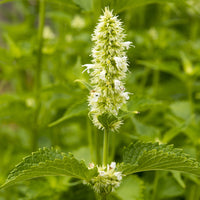 3 Agastaches rugosa Alabaster - Agastache rugosa Alabaster - Bakker