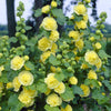 3 Roses trémière double Jaune - Bakker