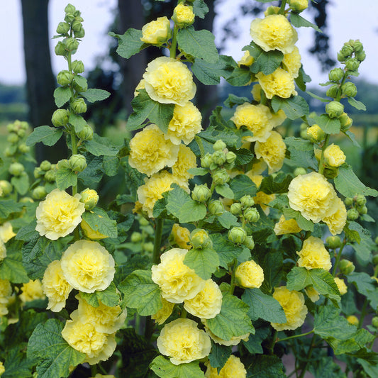 Rose trémière double Jaune - Bakker