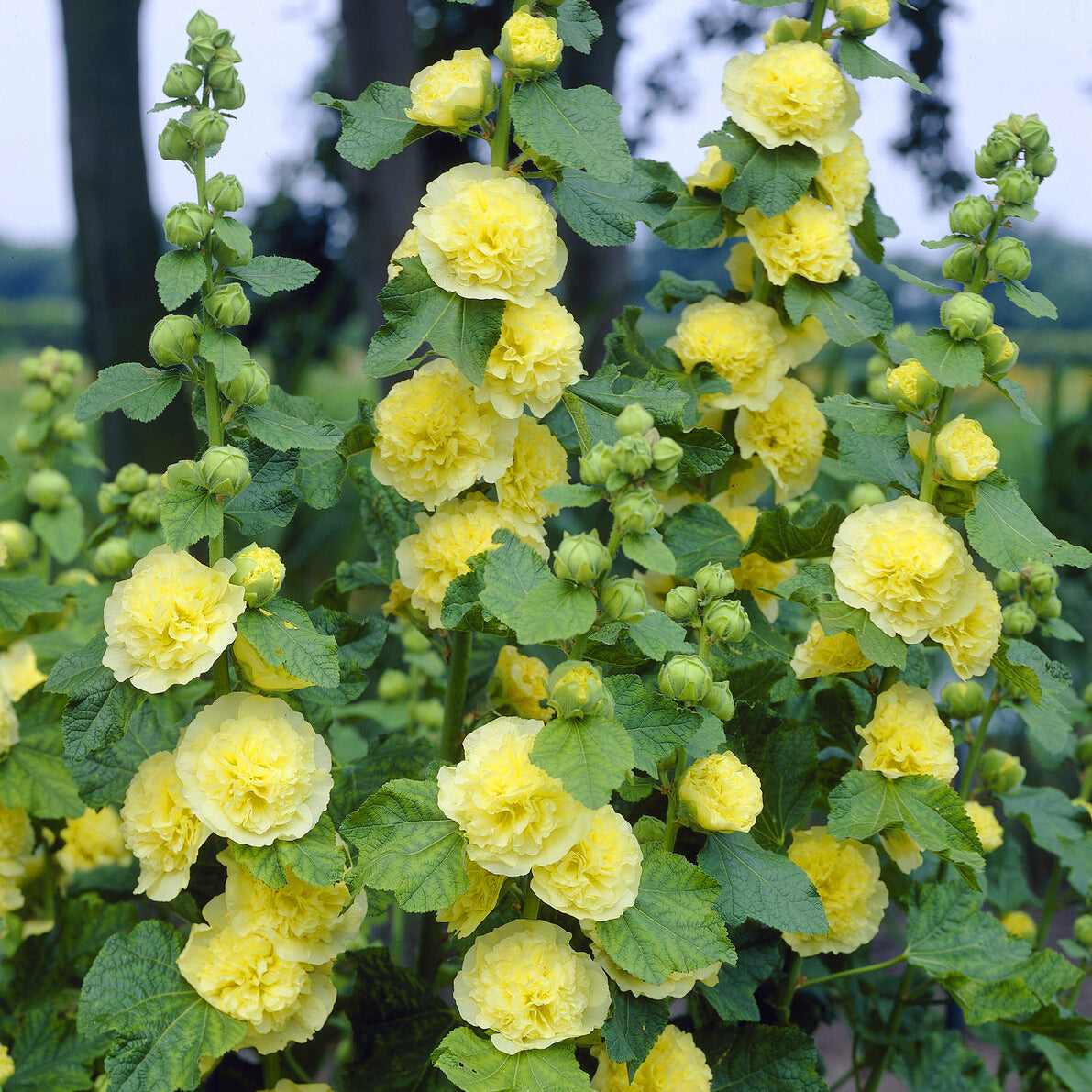 Rose trémière double Jaune - Bakker