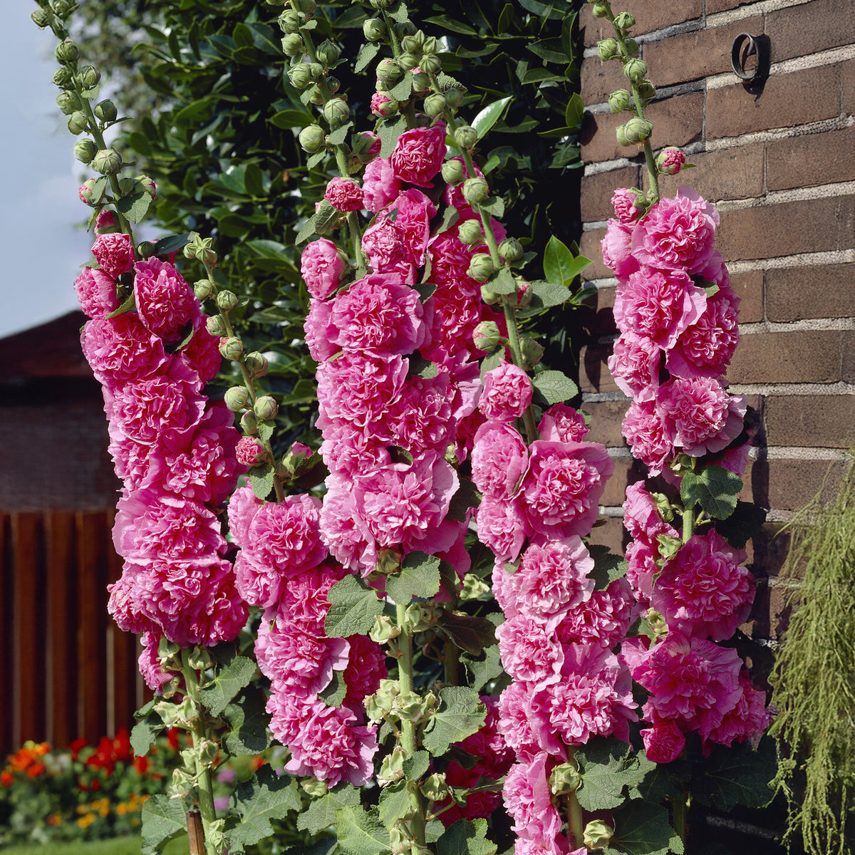 Rose trémière double Rose - Bakker