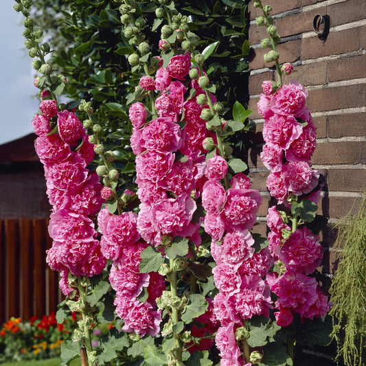 3 Roses trémière double Rose - Bakker