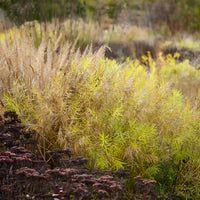 Plantes vivaces - Amsonie hubrichtii - Amsonia hubrichtii
