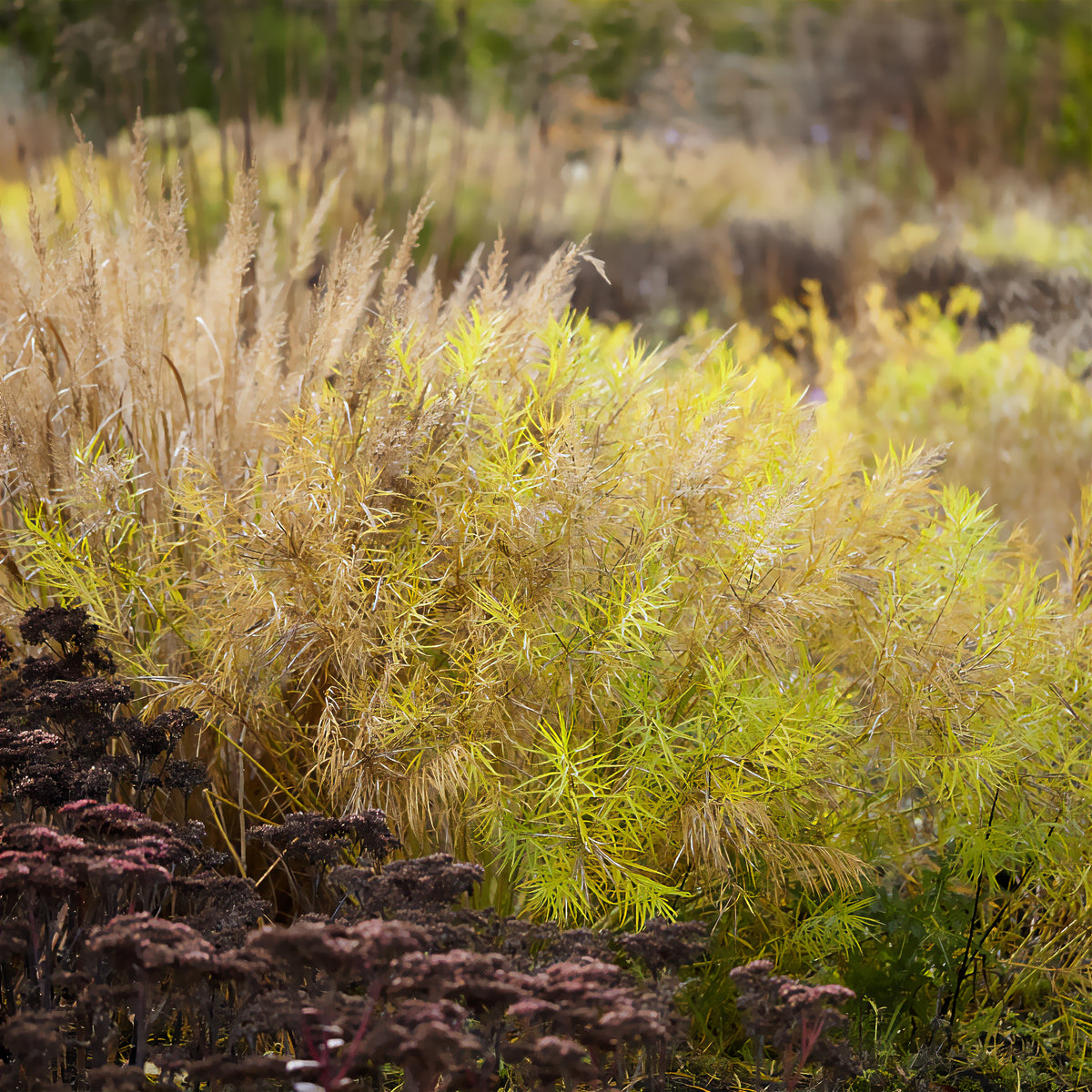 Plantes vivaces - Amsonie hubrichtii - Amsonia hubrichtii