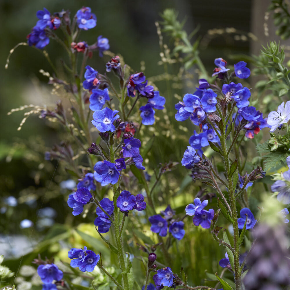 Buglosse Loddon Royalist - Anchusa azurea Loddon Royalist - Bakker