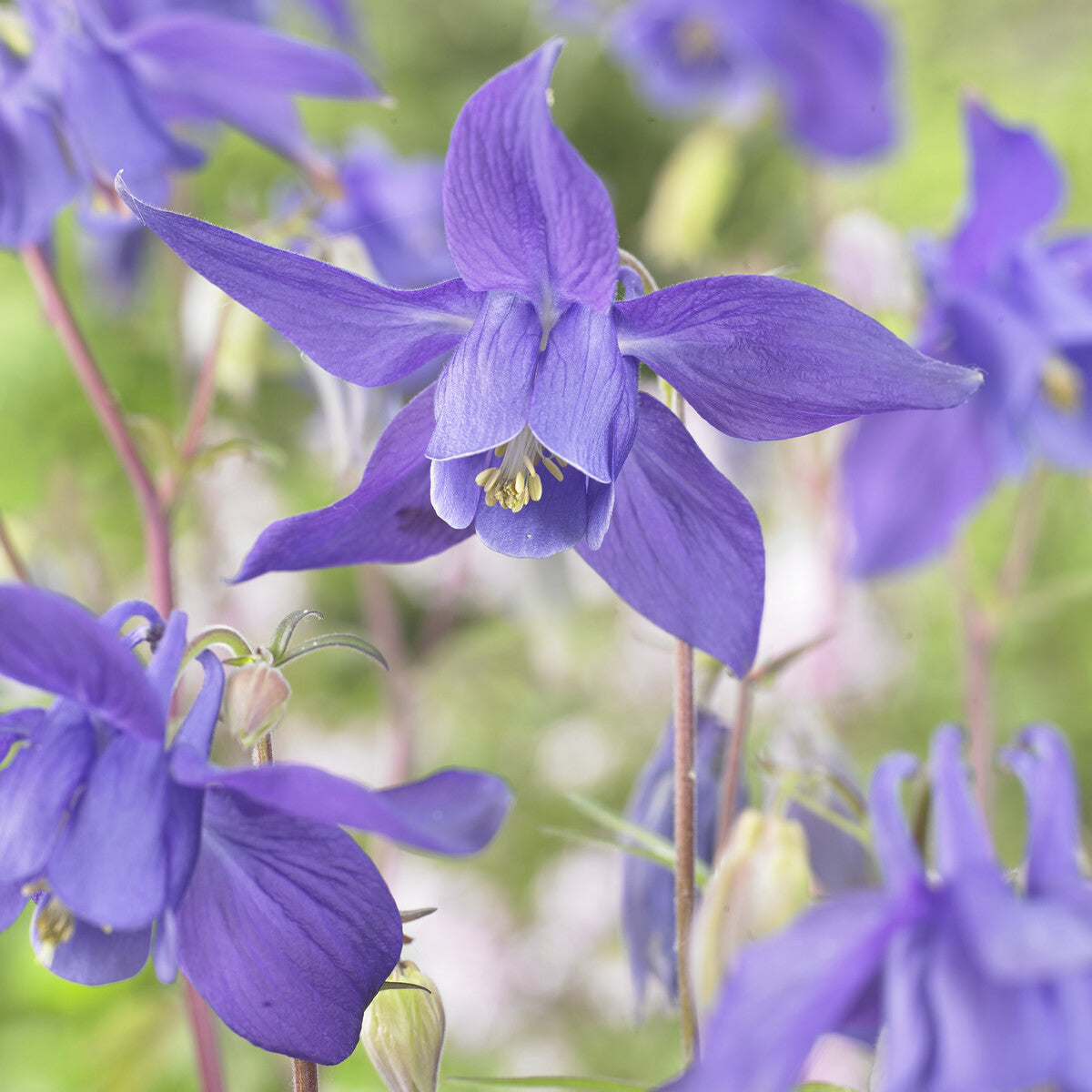 Ancolie des Alpes - Aquilegia alpina - Bakker