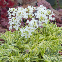 Arabette rampante Old Gold - Arabis ferdinandi-coburgii Old Gold - Bakker