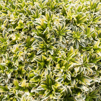 Arabis ferdinandi-coburgii Old Gold - Arabette rampante Old Gold - Plantes vivaces