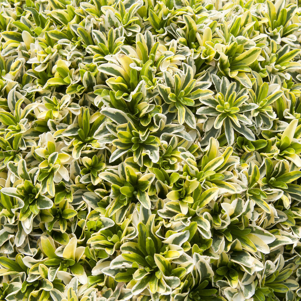 Arabis ferdinandi-coburgii Old Gold - Arabette rampante Old Gold - Plantes vivaces