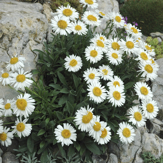 Aster  des Alpes Albus - Bakker