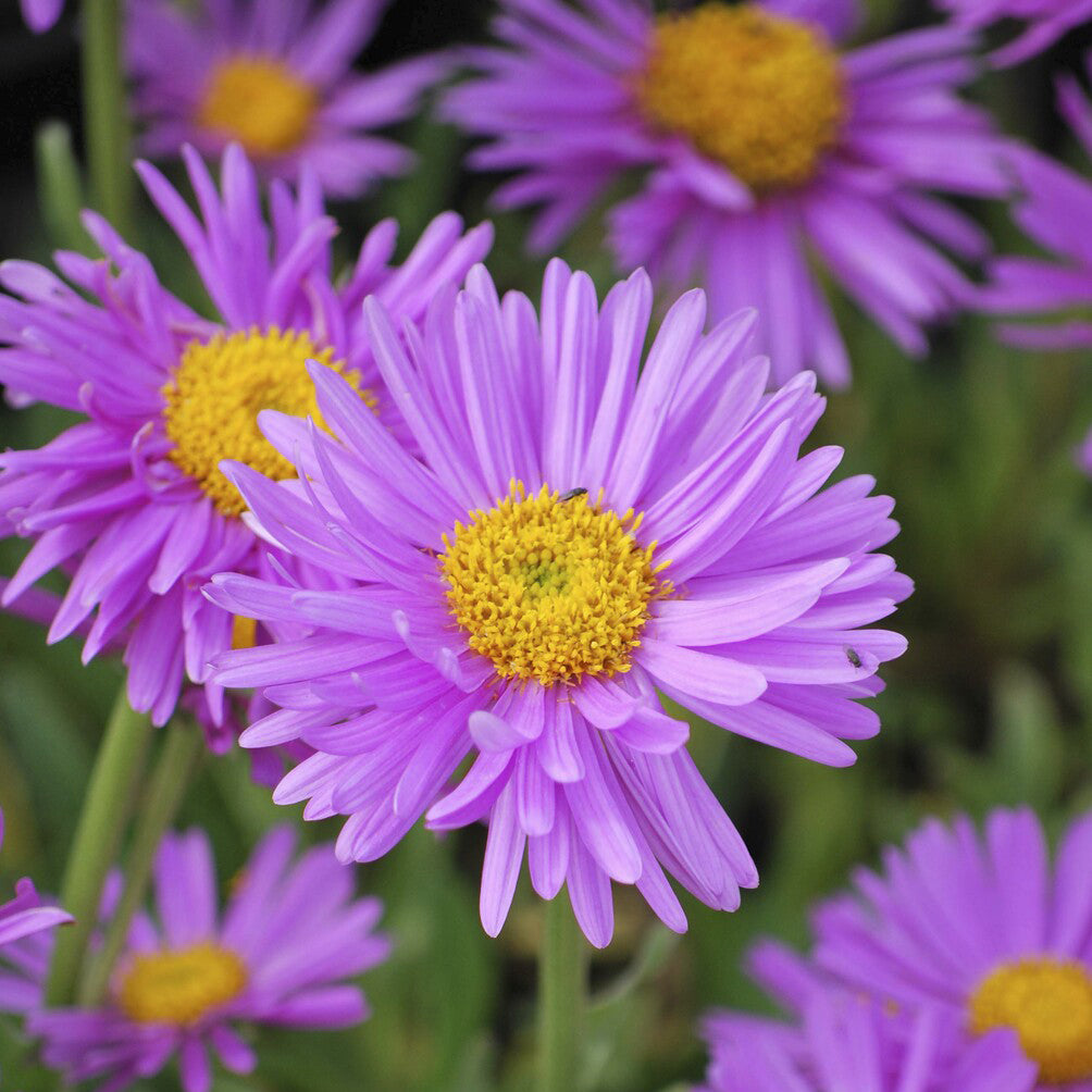 Aster - Aster  des Alpes Happy End - Aster alpinus Happy End