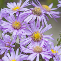Œils de Christ Rosa Erfüllung - Astérie - Aster amellus Rosa Erfüllung - Bakker