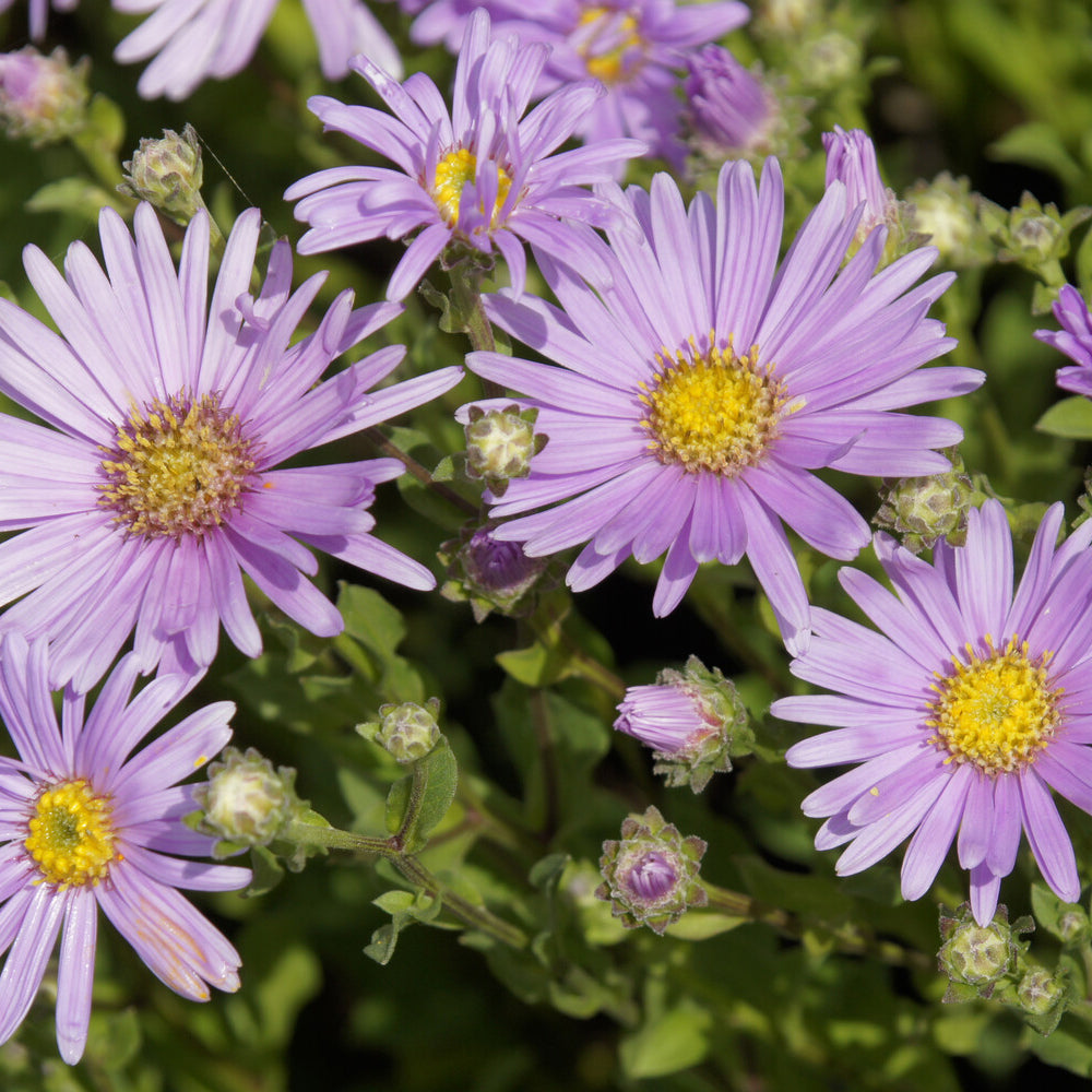Aster amellus - Aster amelle