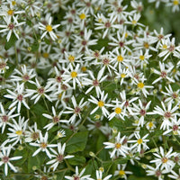 Aster divaricatus - 3 Astères divariqués - Aster