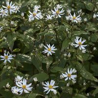 3 Astères divariqués - Aster divaricatus - Bakker
