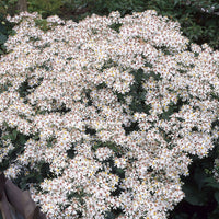 Aster - 3 Astères divariqués - Aster divaricatus