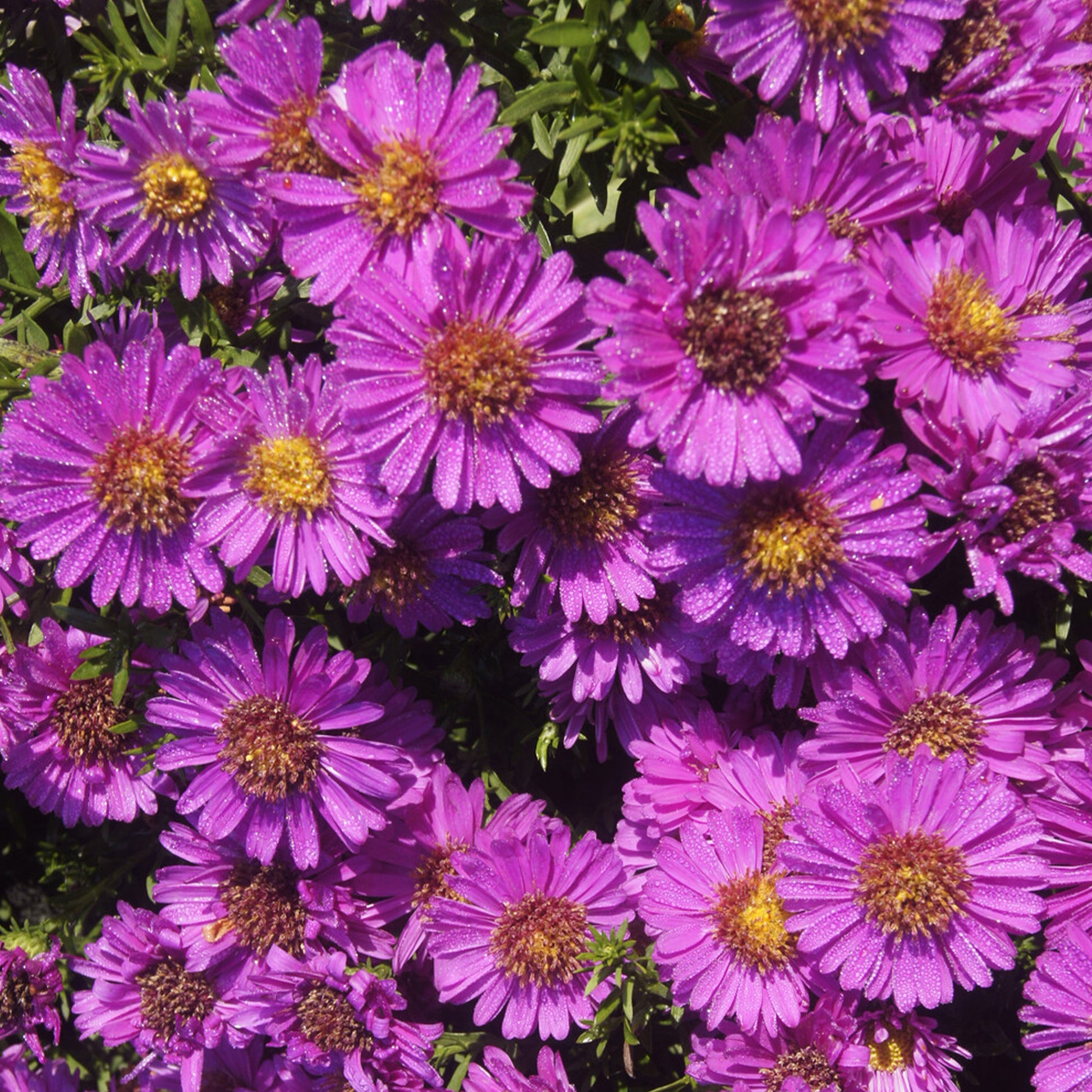 Aster nain d'automne Starlight - Aster novi-belgii starlight - Bakker