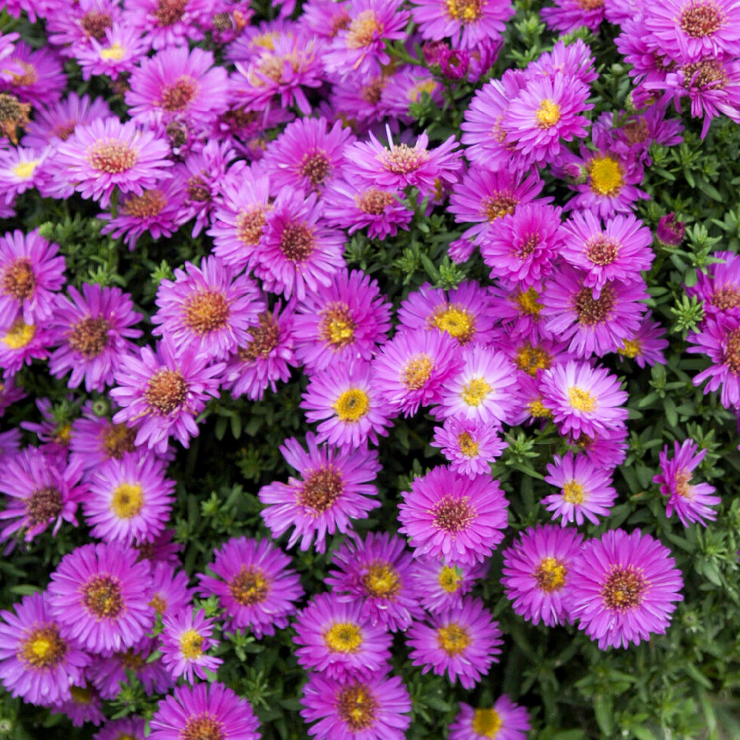 Aster novi-belgii - Aster de Belgique