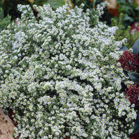 Aster  éricoïde Snowflurry - Bakker