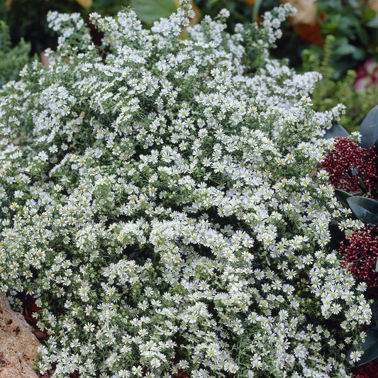 Aster  éricoïde Snowflurry - Bakker