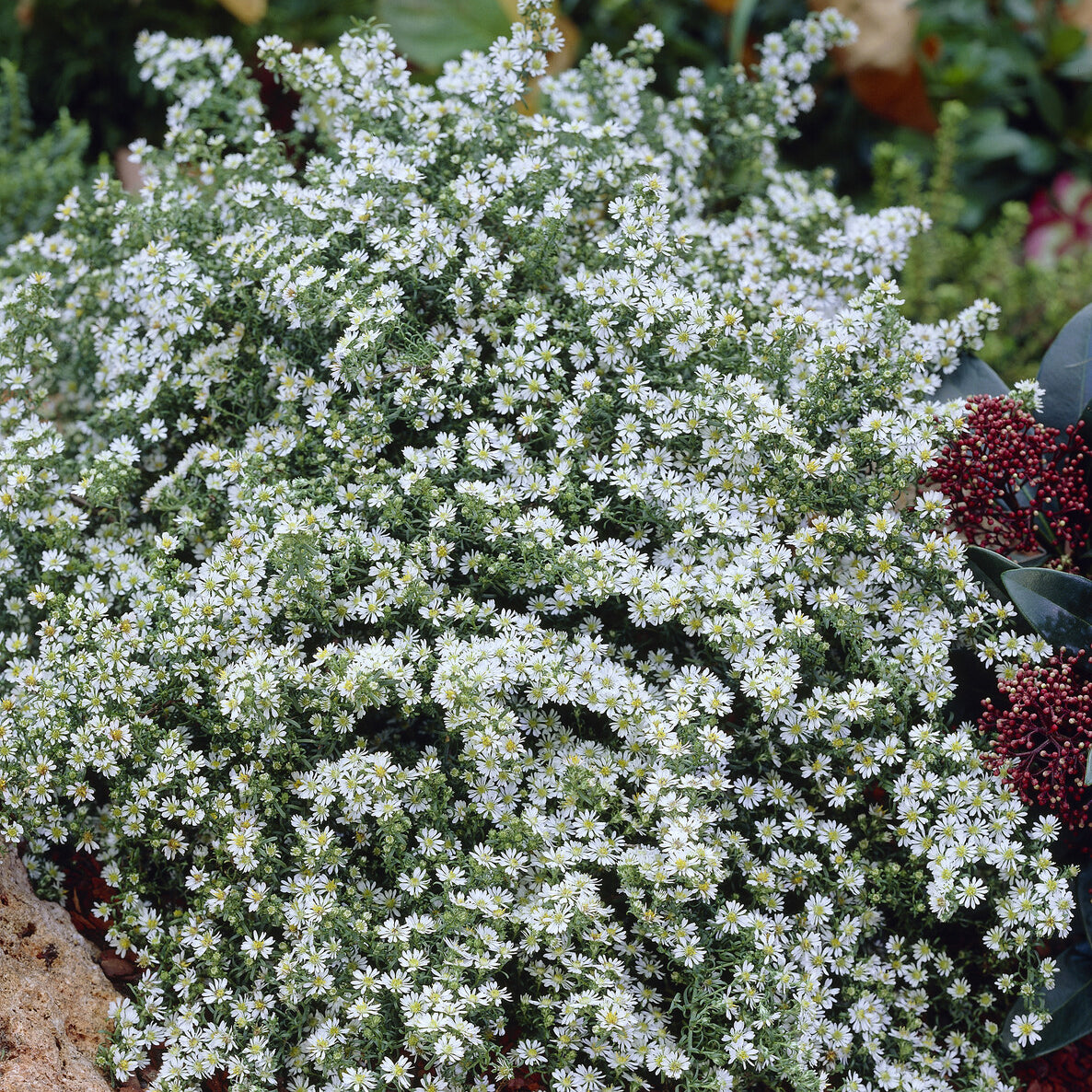Aster ericoides - Aster à feuilles de bruyère