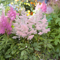 Astilbe japonica Europa - Astilbe du Japon Europa - Vivaces fleuries