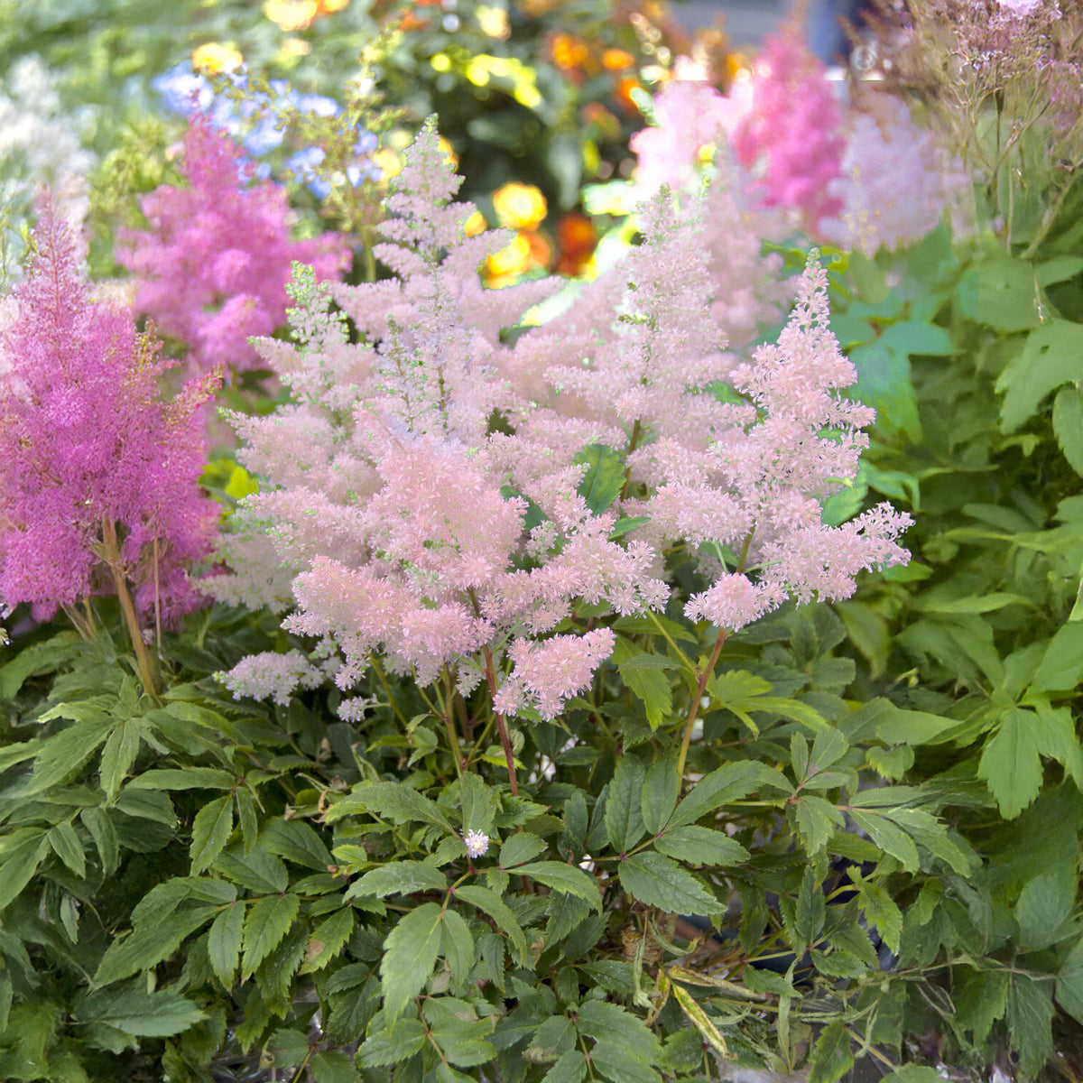 Astilbe japonica Europa - Astilbe du Japon Europa - Vivaces fleuries
