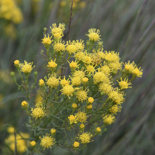 3 Asters linosyris - Bakker
