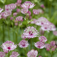 Plantes vivaces - 5 Vivaces roses et mauves - Molinia caerulea, Pennisetum orientale, Astrantia major, Scabiosa caucasica,Verbena bonariensis         