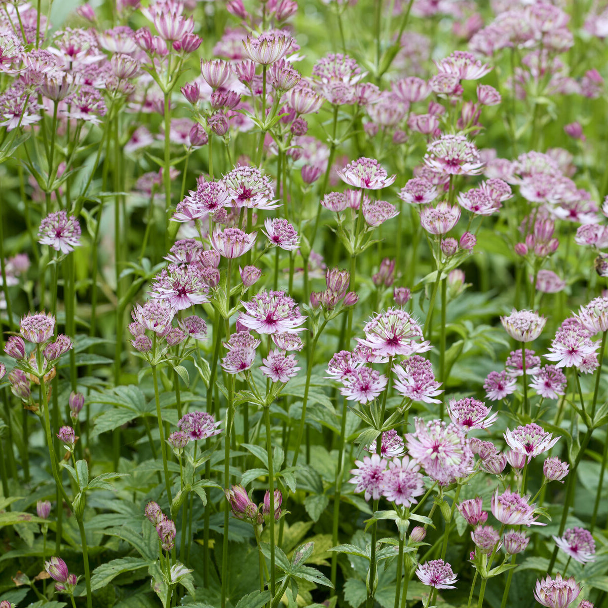 Astrantia major - Grande astrance - Astrance