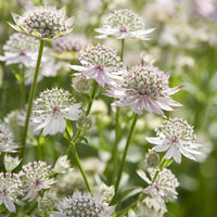 Astrantia major Florence - Grande astrance Florence - Astrance