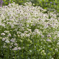 Grande astrance Florence - Astrantia major Florence - Bakker